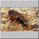 Staphylinus dimidiaticornis - Kurzfluegler 05 19mm.jpg